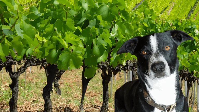 McNab Ridge Winery