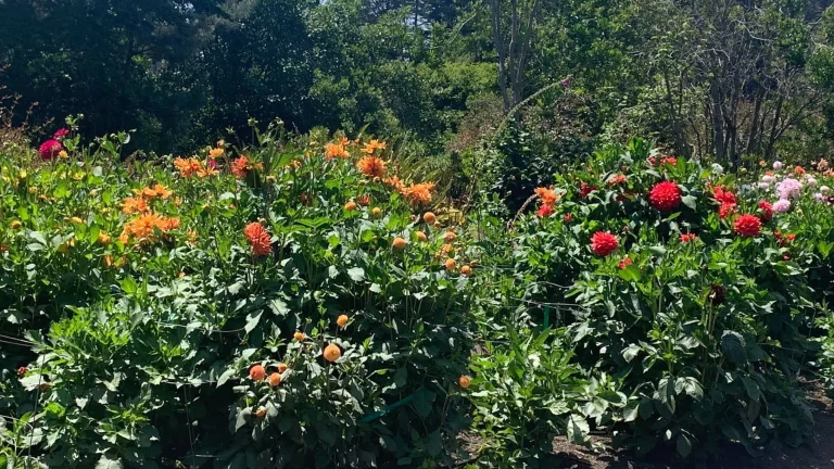 Mendocino Coast Botanical
