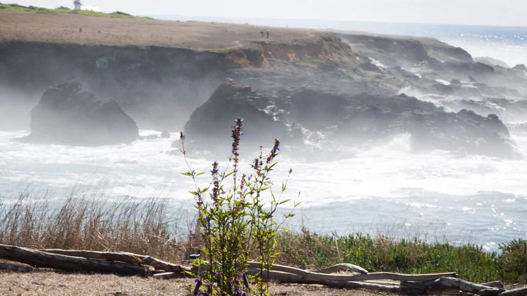 Mendocino Preferred, a dog-friendly vacation rental in Mendocino, California