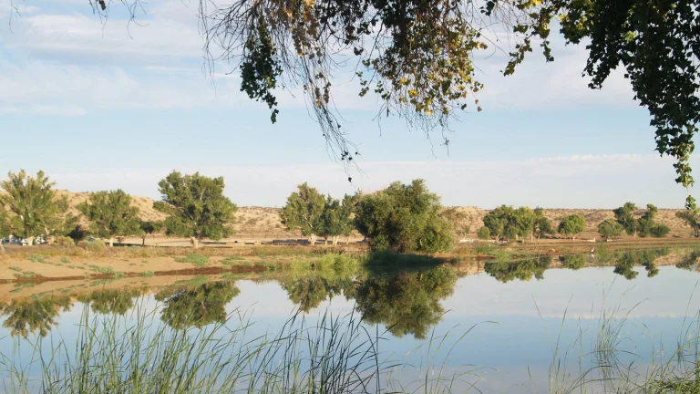 Mojave Narrows Regional Park, a dog-friendly campground in Victorville, California