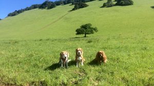 3 small dogs in green grass with Mount Burdell in background