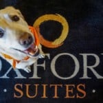 Dog on Oxford Suites Redding mat