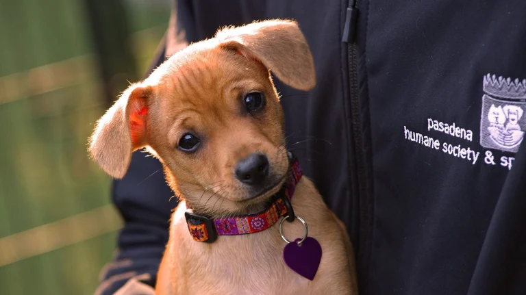 Pasadena Humane Society & SPCA, a dog-friendly animal rescue in Pasadena, California
