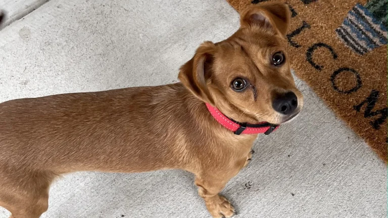 People for Pets, a dog-friendly local service in Tracy, California