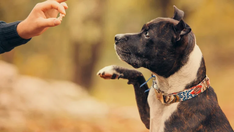 Dog training
