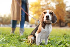 Woman walking with her beagle.