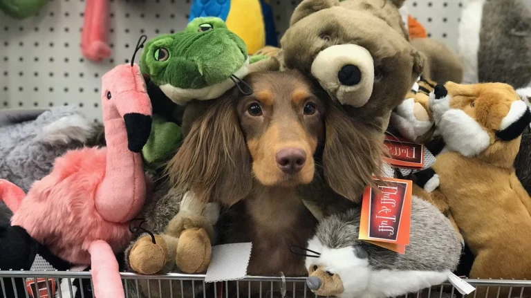 Pet Food Express San Rafael