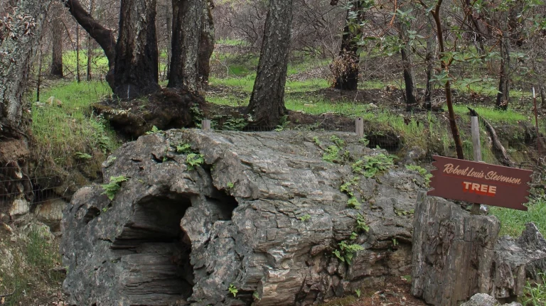 The Petrified Forest, a dog-friendly hiking trail in Calistoga, California