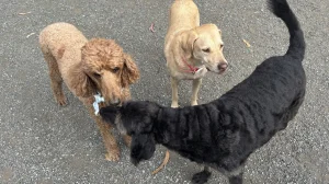 Klaws, Paws, and Hooves, a dog-friendly pet boarding facility in Montara, California