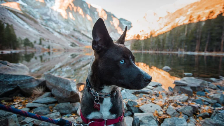 Dog-friendly California destination, photo courtesy of Mammoth Lakes