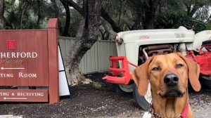 A brown dog sits attentively in front of a wooden sign at Rutherford Ranch Winery, which reads "Rutherford" and "Tasting Room." Behind the dog, an old-fashioned Ford tractor painted in cream and red adds to the rustic charm of the setting. The scene is framed by trees and a simple fence, offering a hint of the winery's tranquil surroundings.