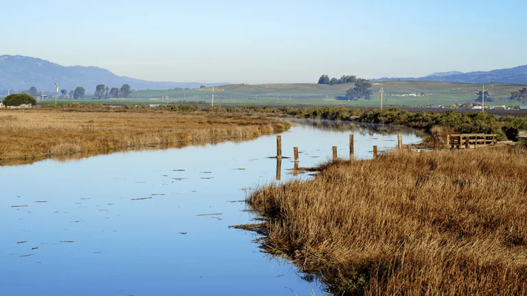 Hudeman Slough Boat Launch, a dog-friendly boating destination in Sonoma, California