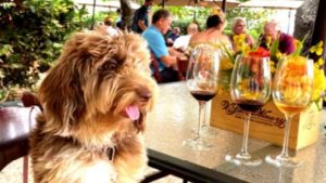 A fluffy brown dog perches comfortably on a chair at an outdoor table, creating a charming centerpiece amidst the vineyard setting. Several wine glasses are arranged neatly in front of the pup, alongside a decorative wooden box filled with vibrant flowers. The scene is lively yet tranquil, with groups of people seated at neighboring tables under large canvas umbrellas. They are enveloped by the lush greenery and towering trees that define this inviting outdoor space, reminiscent of gatherings in picturesque vineyard landscapes like those found at V. Sattui Winery.