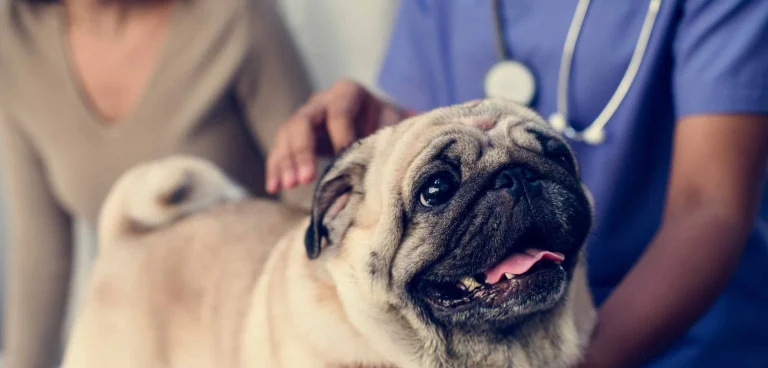 Montclair Veterinary Hospital, a dog-friendly local service in Oakland, California