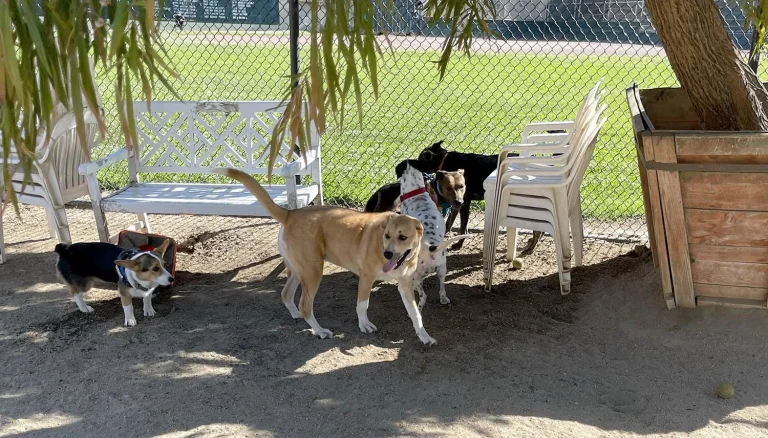 Eureka Valley Dog Play Area