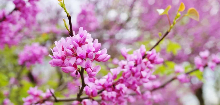 Redbud Trail
