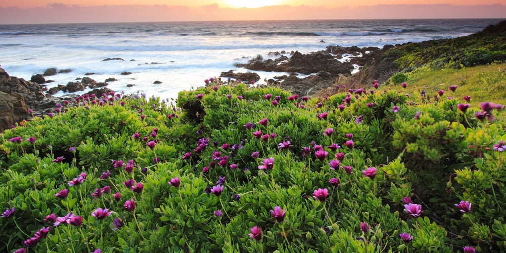 San Luis Obispo coast and flowers