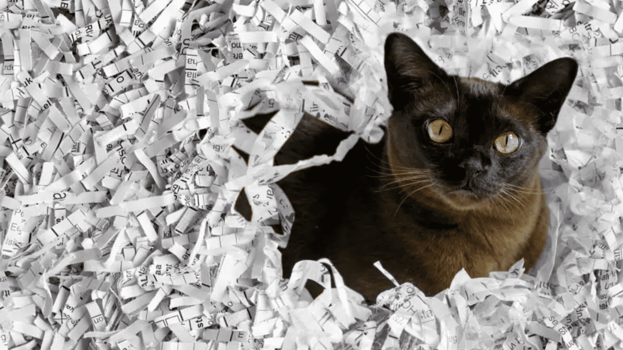 cat in shredded paper