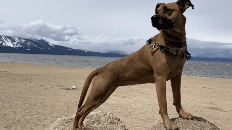 Beach Retreat & Lodge at Tahoe
