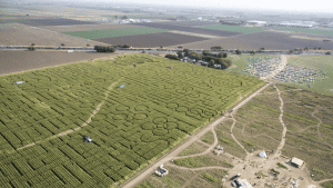 A corn maze designed with looping, circular paths sits in the center of expansive farmland. Clearly marked walkways wind through dense stalks tall enough to hide both people and dogs. To one side, a parking lot lines up rows of cars along a dirt road. Nearby, small buildings—likely ticket booths and rest stops—stand among open grassy patches. Families and their dogs can enter together to trace the maze’s wide trails without worrying about obstacles underfoot or tight corners unsuitable for larger breeds. The surrounding landscape offers open views across fields divided by additional gravel roads and tree-lined boundaries.
