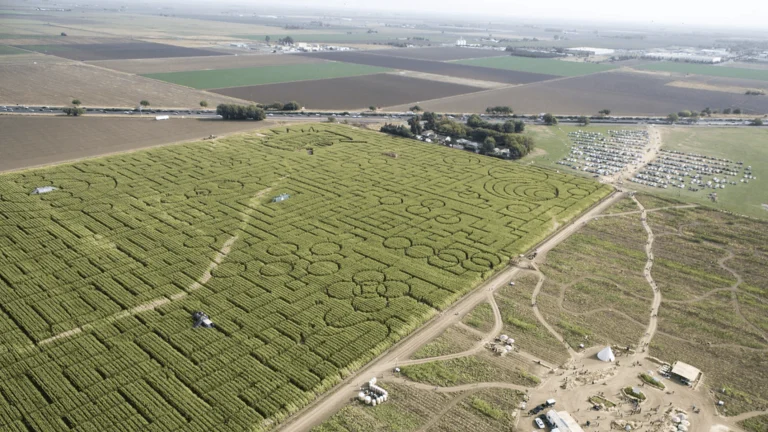 Cool Patch Pumpkins, a dog-friendly attraction in Dixon, California