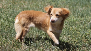Stonecliffe Animal Shelter dog