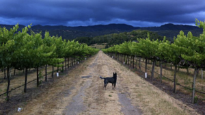Seebass vineyard