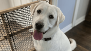 Lab at rescue