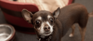 Cute small brown and white dog at Redwood Riverwalk Hotel