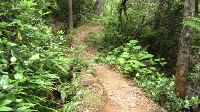 Myrtle Creek Trail