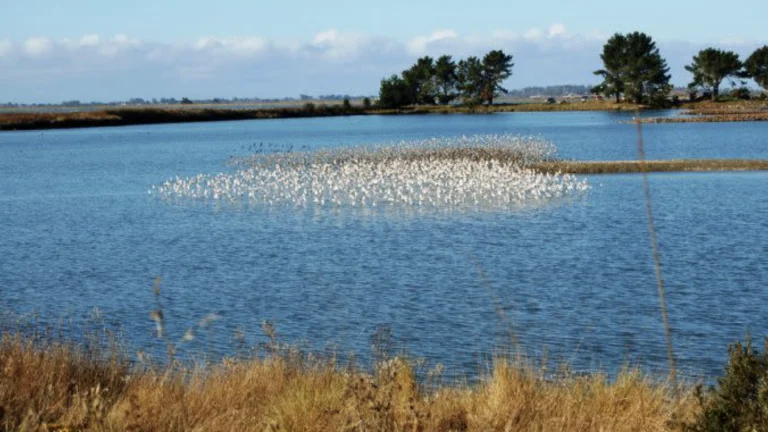 Arcata Marsh and Wildlife, a dog-friendly hiking trail in Arcata, California