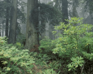 Headwaters Forest Reserve