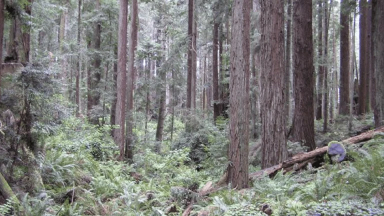 Arcata Community Forest