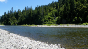 A vibrant dog park bathed in sunlight features abundant greenery with mature trees, offering ample shade for leisurely outdoor activities. In the distance is a well-equipped playground that presents an additional activity area. An inviting picnic table spreads out nearby, ideal for enjoying meals al fresco or taking relaxing breaks from play. A neatly-placed trash bin aids in maintaining the park's cleanliness for everyone's enjoyment. Dominating the scene is a generously wide dirt path gracefully curving through the expanse of grass, promising exploratory walks and lively fetch games.