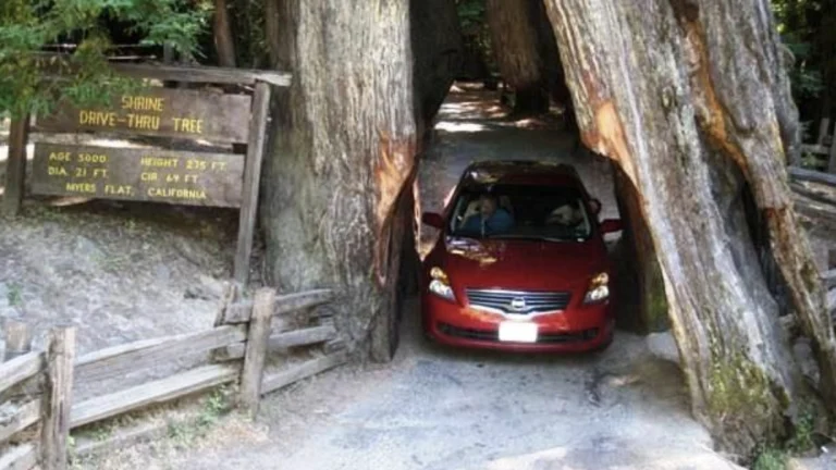 Shrine Drive-Thru Tree, a dog-friendly attraction in Myers Flat, California