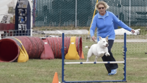 Dog training on agility course