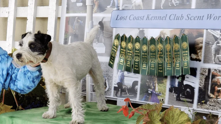 Lost Coast Kennel Club of CA, a dog-friendly local service in Eureka, California