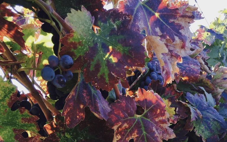 Mt. Konocti Winery