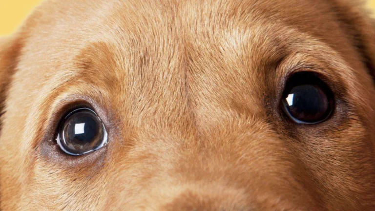 SPCA of Lake County, a dog-friendly local service in Kelseyville, California
