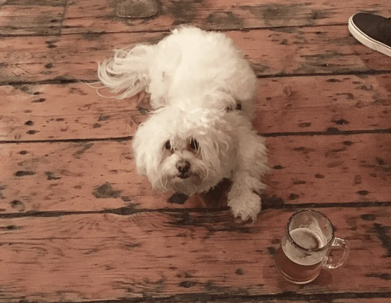 Old Kan & Beer Co., a dog-friendly restaurant in Oakland, California