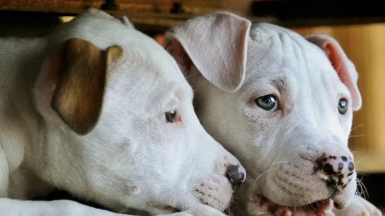 BADRAP, a dog-friendly local service in Oakland, California