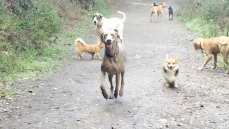 Red Rover Pet Care, a dog-friendly pet boarding facility in Oakland, California
