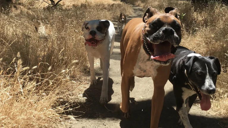 Ruffin' Around, a dog-friendly local service in Oakland, California