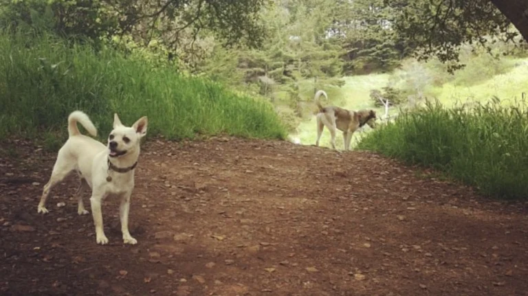 Glen Canyon Park, a dog-friendly hiking trail in San Francisco, California