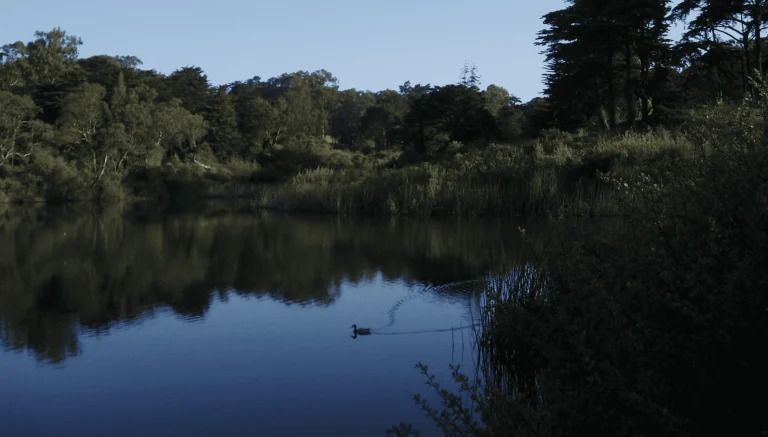 Mountain Lake Park, a dog-friendly dog park in San Francisco, California