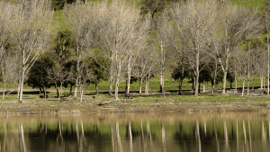 Reflection of trees in the water at Del Valle Lake Marina.