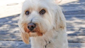 Adoptable dog at Companions in Waiting, Half Moon Bay