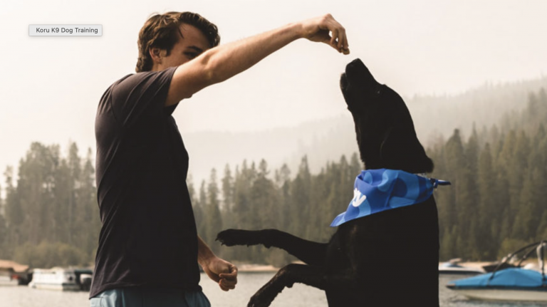 Person giving a treat to a dog.
