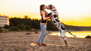 Standing woman holding up Great Dane