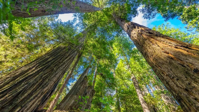 Redwood National and State